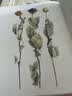 花 精装绘本 安野光雅亲自装帧设计 再现百花于自然中的楚楚风姿，辅以优雅的随笔小文，让读者充分领略自然之美 7岁-10岁   实拍图