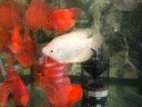 森森鱼缸隔离板透明挡板水族箱非亚克力隔板可随意裁剪不弯曲不变形 实拍图