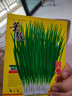 蔬菜种子四季草莓阳台盆栽农家春季黄瓜辣椒葱生菜香菜种籽孑 香葱 实拍图