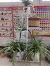 思故轩（SIGUXUAN）花架阳台花盆架子多层落地式简易装饰架铁艺花架客厅绿萝爬藤架 白色H915【四层放五盆】 实拍图