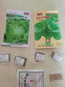 一播大地 蔬菜种子 苋菜 乌塌菜 黑心乌菜 黄心乌菜 易种阳台种菜 庭院蔬果菜籽春夏秋四季 大叶木耳菜种子原装5g 实拍图