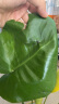 壹植龟背竹水培植物盆栽大号老桩室内客厅天堂鸟花瓶耐阴常青好养绿植 龟背竹30~40cm二棵【送营养液】 实拍图
