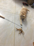 多可特逗猫棒长杆木柄伸缩羽毛逗猫棒替换头猫咪用品猫玩具耐咬逗猫器 可伸缩（一杆+1个羽毛头） 实拍图