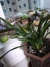 星雨香（XINGYUXIANG）基地清仓价 新店开张 蓝宝石 超香兰花  四季开花 养不死的好品种 夜来香 爆盆10苗连体  带黑色软袋培育盆 实拍图