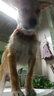 宠物用品小狗狗铃铛项圈猫咪铜铃铛纯铜超响黄铜泰迪幼犬猫脖子铃铛大狗金毛大中小型犬哈士奇防走失定位 红色【五小】 绳10-30CM 实拍图