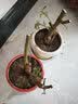 花无痕 玫瑰花苗 当年开花绿植盆栽室内外花卉观花植物庭院阳台蔷薇月季 Q蒙娜丽莎1棵 实拍图
