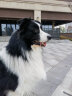 伯纳天纯 (Pure&Natural)宠物狗粮 中大型犬成年犬狗粮12月龄以上15kg 经典系列金毛哈士奇 实拍图