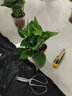 九千谷绿萝盆栽除甲醛植物花卉室内绿植盆景壶口透明盆6盆源头直发 实拍图