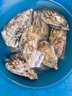 苏卓煌 生蚝鲜活带壳海蛎子特大原味海鲜即食生吃刺身礼盒装新鲜生蚝肉 5斤 大号【200克左右/只】 实拍图