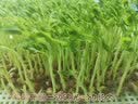 种菜记 芽苗菜种子纸上种菜无土栽培萝卜空心菜豌豆松柳盆栽蔬菜籽四季 麻豌豆500克 实拍图