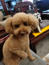 疯狂小狗狗粮小型犬幼犬成犬比熊柯基泰迪肉粒双拼粮去泪痕5kg10斤 实拍图