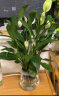 叹为观止室内水培土培懒人盆景植物清新空气办公室盆栽桌面 白掌 玻璃盆 带盆栽好 实拍图