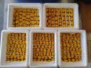 玉燕妃云南新鲜黑松露野生块菌猪拱菌中秋节送礼品礼盒联系客服可发国外 5-6cm新鲜松露(切开白色)1斤配礼盒 实拍图