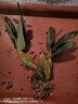 蓓莅鼓槌石斛 观赏盆 黄花卉绿植盆栽观赏鲜条棒槌石斛兰附生吊兰花 精选鼓槌石斛一斤 裸根不带土 实拍图