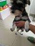 SLPC狗牌定制身份牌小型犬泰迪博美挂牌项圈铃铛刻字猫吊牌防走失饰品 黑色民族风+名牌 S-小型（3到20斤可用） 实拍图