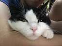PetiyBeauty宝丽猫咪指甲剪 猫用剪指甲钳修甲刀磨甲器 猫用指甲剪 实拍图