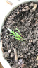 萌蕴（MengYun）进口牧草种子四季多年生黑麦草鱼草四季可种喂养鸡鸭鹅猪牛羊种籽 苏丹草种子1斤 实拍图