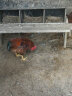 耐尔尼 公鸡眼镜土鸡防啄鸡眼罩鸡眼睛鸡眼镜养鸡设备 大号不带孔(100套) 实拍图