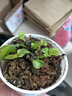 清晨露水园艺捕蝇草盆栽食人花苗食虫植物驱蚊草多肉植物多肉肉绿植花卉猪笼草 矮巨人捕蝇草小苗带盆土 含盆 实拍图