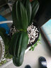御春阁带盆带土6年大苗绿植盆栽 室内花卉 君子兰花 苗花卉盆景盆栽绿植 德尔8-10片带盆带土 实拍图