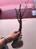 【冬季耐寒】日本海棠花苗盆栽室内绿植花卉观花庭院源头直发包邮 红宝石海棠 六年盆景苗 实拍图