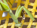 KERRY蟋蟀活体爬宠食物白蟋蟀蛐蛐蜥蜴守宫鬃狮蜘蛛蝎子粮食活食樱桃红 1-2cm50只奶茶杯装 实拍图