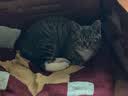 启萌先生 猫咪牵引绳胸背式小型犬泰迪比熊外出防挣脱溜猫绳子小狗链子 银铃铛黑白格子 S(3-8斤猫狗) 实拍图