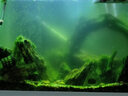 噢水噢观赏虾活体水族淡水小动物鱼缸清洁除藻极火彩色观赏鱼水晶虾壹 品质樱花40送10只备损 实拍图