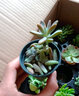 壹分皿多肉植物一整箱含盆带土新手套餐组合盆栽套装萌肉肉植物星辰园艺 16颗随机不同品种50# 实拍图
