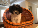 康贝尼宠物狗窝仿藤条猫窝藤编泰迪比熊博美小型犬窝可拆洗 猫狗用品 半封闭/小号建议5斤内猫狗 实拍图