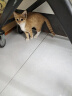 优瑞派猫粮幼猫成猫美短英短蓝猫布偶加菲猫专用流浪猫全价猫粮鱼肉味 鱼肉味1.5kg3斤 实拍图