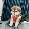 牛皮狗项圈狗圈颈圈中型犬大型犬拉布拉多狗脖套定制激光刻字宠物身份牌 2.5cm宽 调节范围（40cm—50cm） 头层软牛皮（备注狗狗名字、出生日期、电话） 实拍图