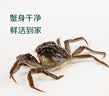 鲜活六月黄大闸蟹1只（2.0-2.5两/只） 实拍图