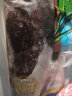 海鲜颂冷冻石斑鱼龙胆石斑鱼海鱼海鲜水产鱼类火锅食材清蒸年夜饭龙趸鱼 2条-500-600g/条 实拍图