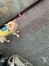 派派泰迪贵宾狗粮小型犬粮奶糕狗粮15kg狗粮全犬期 15kg幼犬 实拍图