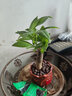 花知态发财树盆栽室内客厅桌面绿植小盆景大发财树苗招财树吸甲醛植物 陶瓷盆A款+单棵发财树 含盆 实拍图