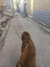 安诺安贝安诺成犬狗粮15kg金毛拉布拉多萨摩耶哈士奇大中型通用型狗粮 实拍图