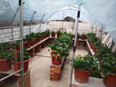 鹿凌青家用温室花房花棚暖房蔬菜大棚骨架防雨防晒阳台楼顶植物保暖棚 4米长2.5米宽2米高+加厚无滴膜 实拍图