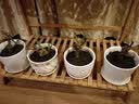 花无痕 玫瑰花苗 当年开花绿植盆栽室内外花卉观花植物庭院阳台蔷薇月季 E白玫瑰1棵 实拍图