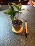 八芽盆栽竹柏室内客厅好养花卉绿植办公植物桌面植物盆景源头直发包邮 竹柏-手工锤纹杯-竹底托 陶瓷盆-带盆栽好 实拍图