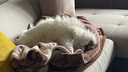 K9 Natural冻干猫粮主粮零食猫粮新西兰进口无谷物脱水鲜肉feline猫粮 羊肉帝王鲑320g 实拍图