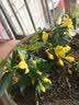 法国香水茉莉花苗冬季带花苞长青绿植花卉盆栽 黄茉莉爬藤植物耐寒花卉 法国香水小苗３盆效果好 含盆 实拍图