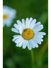 尼康（Nikon） AF 尼克尔 50mm f/1.8D 全画幅标准定焦镜头单反相机适用 尼康F卡口 52mm 实拍图