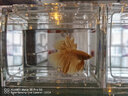 福乐贝特桌面生态鱼缸办公室小鱼缸迷你斗鱼缸小型水族箱微景观创意积木 桌面鱼缸小号随机色（暖白灯款） 实拍图