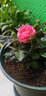 锦枫（jinfeng）玫瑰花盆栽 大盆带花苞室内好养的花卉观花植物绿植苗 粉色玫瑰(白色仿木桶盆) 含盆 实拍图