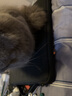 WIWU电脑包手提适用于苹果笔记本macbookpro华为联想拯救者戴尔大容量 精致黑【单围轻薄款】 14英寸 实拍图