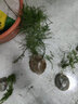文竹盆栽植物室内办公室绿植花卉盆栽盆景四季常青小盆栽 中文竹【高25厘米】两盆 实拍图