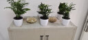 若绿 绿萝水培植物室内阳台桌面蓄水盆盆栽水培四季可养居家免打理 罗汉松   白色蓄水盆 实拍图