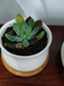沭之美多肉植物肉肉室内植物室内盆栽 蓝苹果+小米缸陶瓷盆 源头直发 实拍图