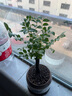 想开小叶紫檀盆景树桩植物老桩盆栽客厅桌面室内绿植好养树苗四季常青 单杆小叶紫檀+国粹青花484+底座 带盆栽好 实拍图